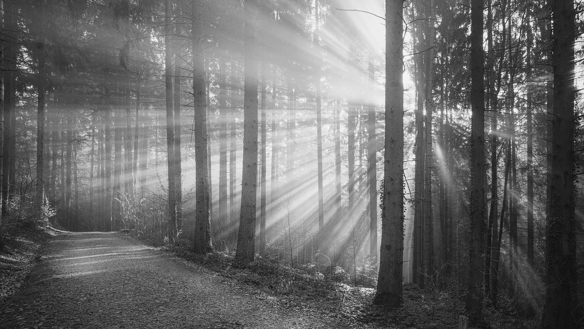O-LaClariere-Forest-health-resort-France