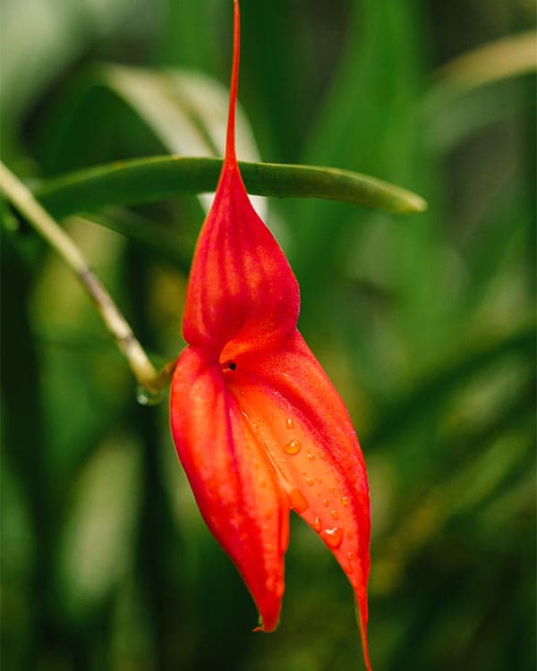 wildlife Machu Picchu