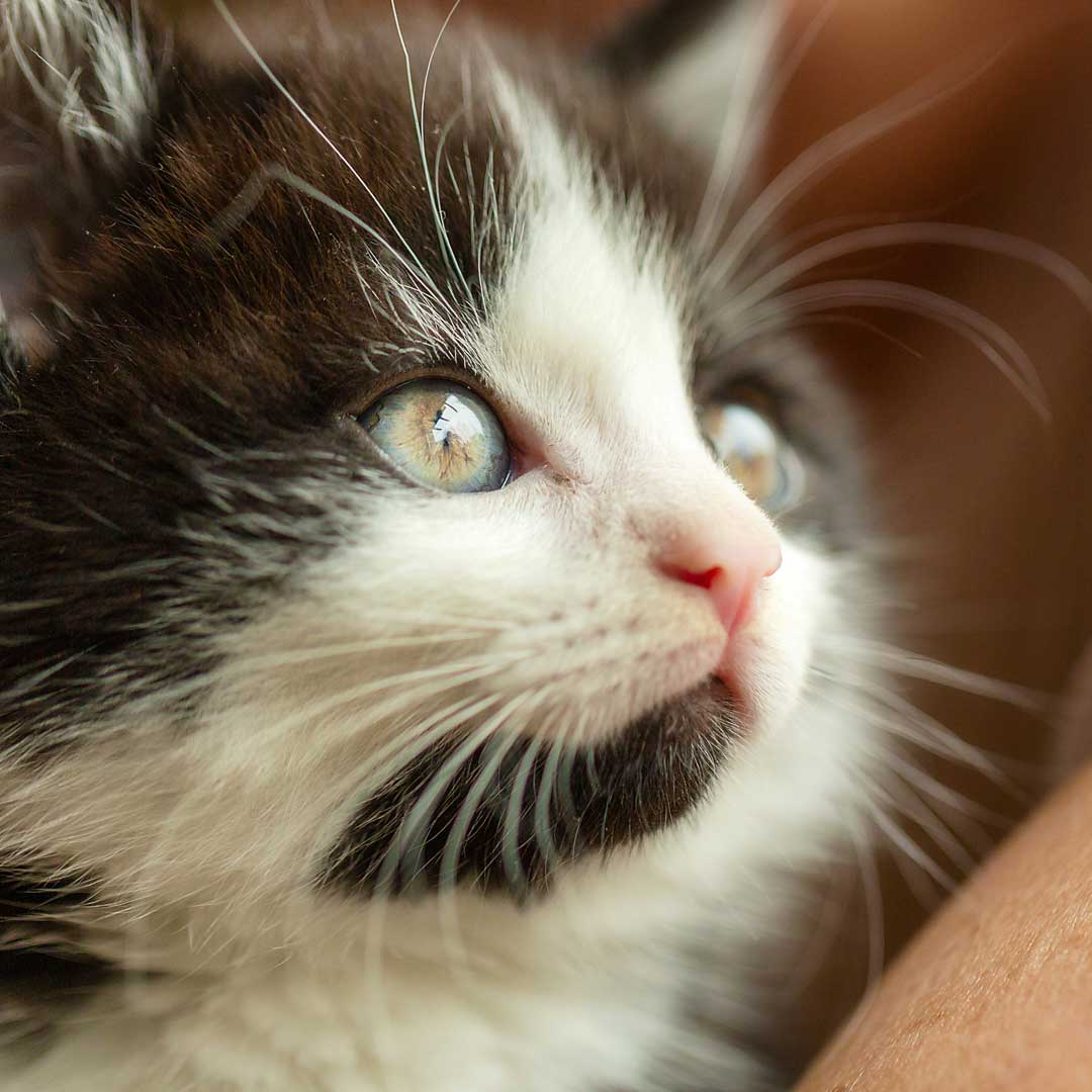 Bachblüten für ängstliche Tiere