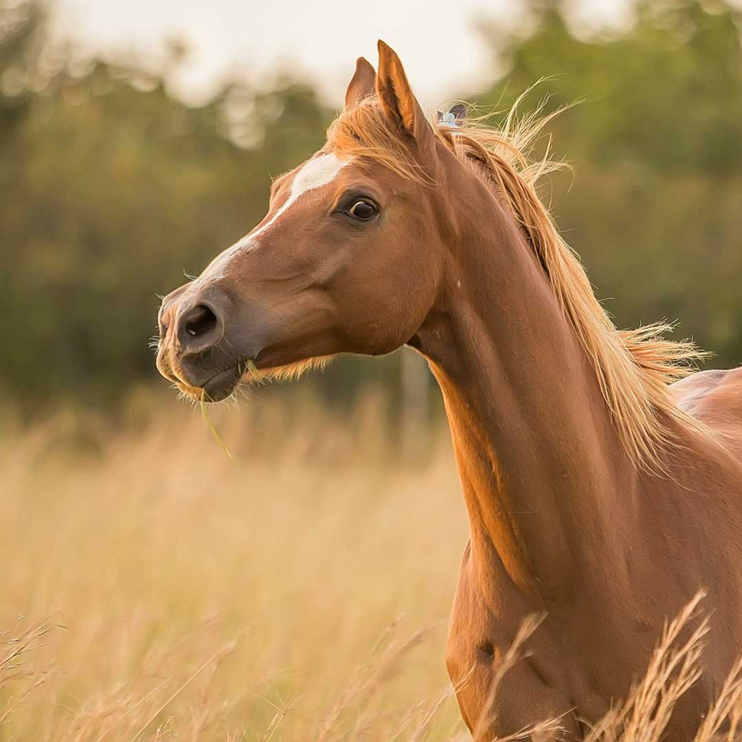 Bachblüten für Pferde und Haustiere