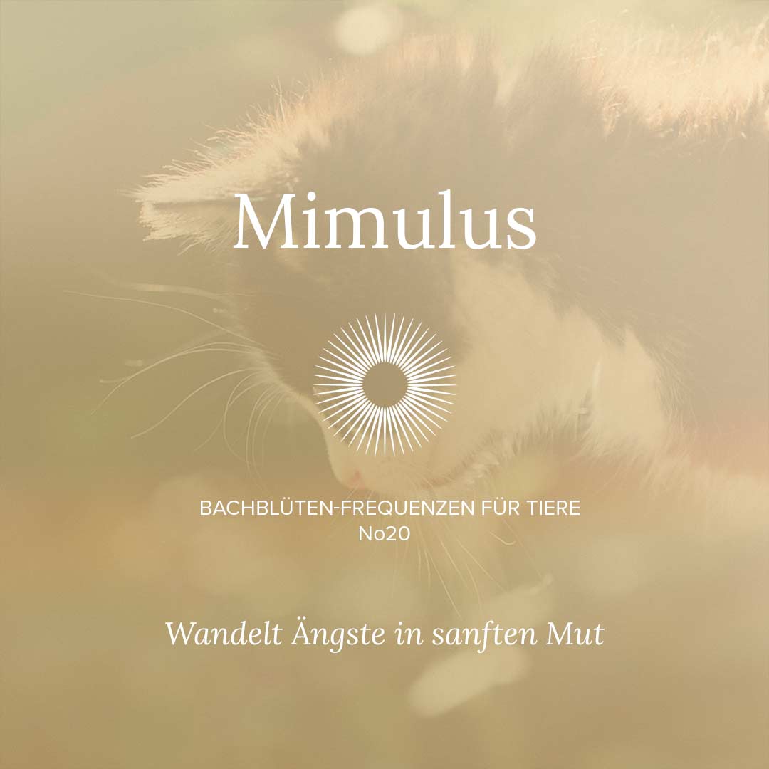 Mimulus. Für Tiere mit typischen Angstreaktionen