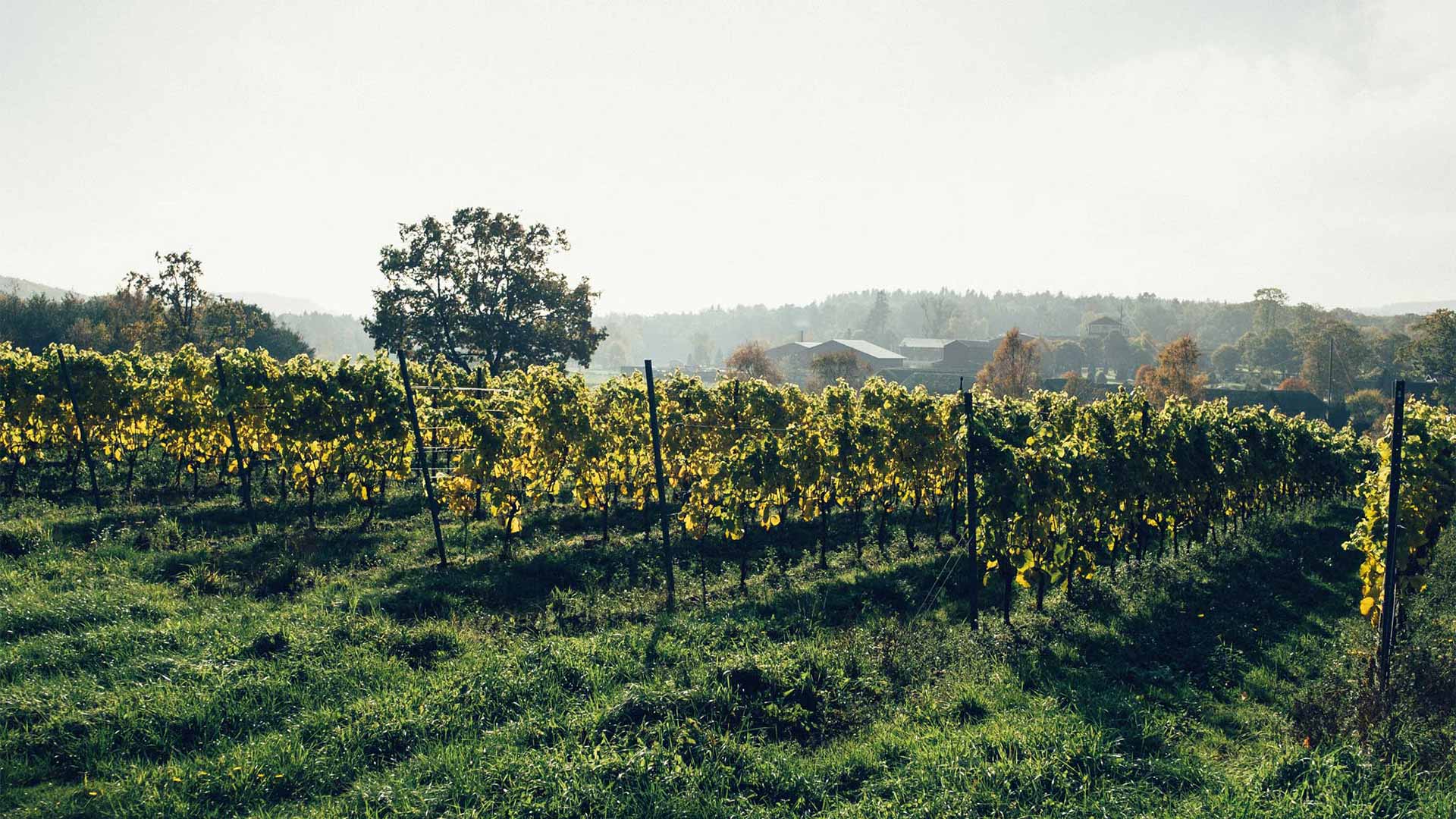 Ästad Vingård | Organic Vineyard, Sinnenas Spa & Michelin Restaurant ...