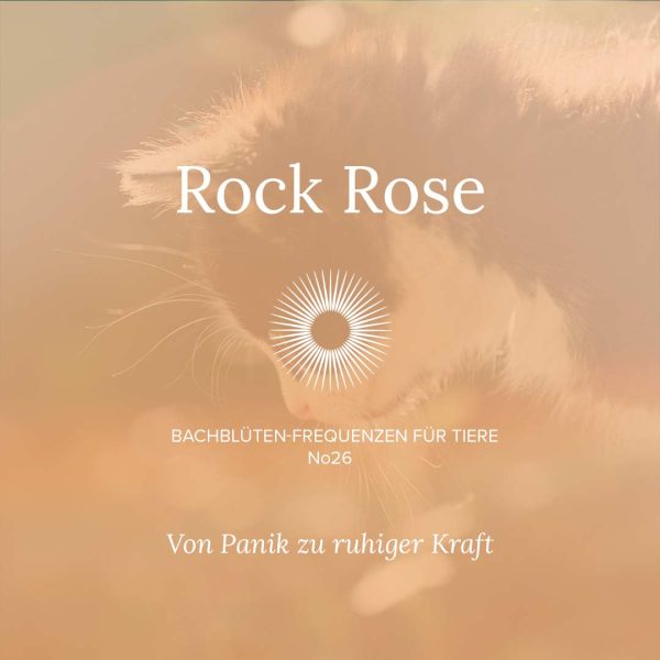 Für Tiere, die Traumata erlebt haben – Misshandlung, Verlust oder Trennung.