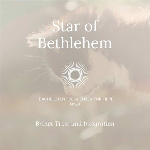 Bachblüten für Tiere